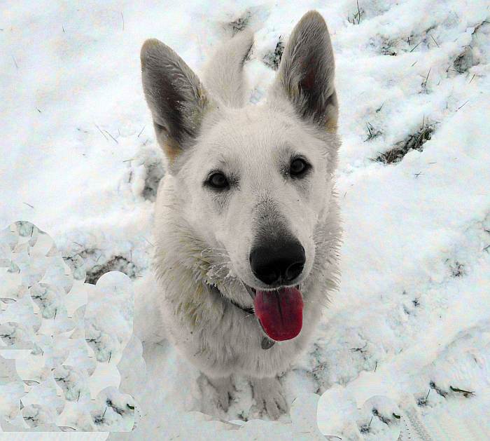 Cosima von den Grenzgngern im Schnee